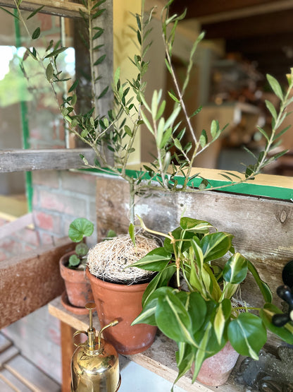 Olive Tree | LIVE PLANT | Self Pollinating