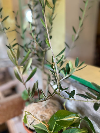 Olive Tree | LIVE PLANT | Self Pollinating