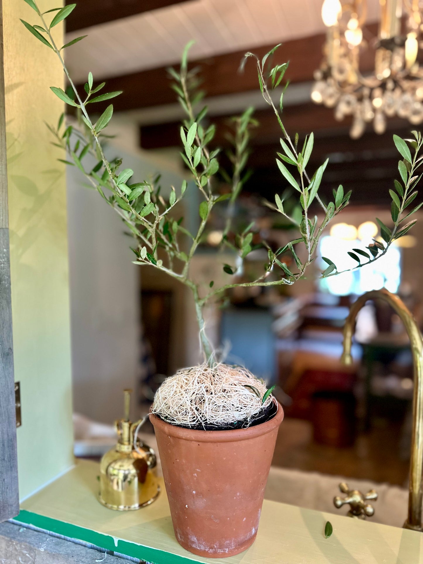 Olive Tree | LIVE PLANT | Self Pollinating