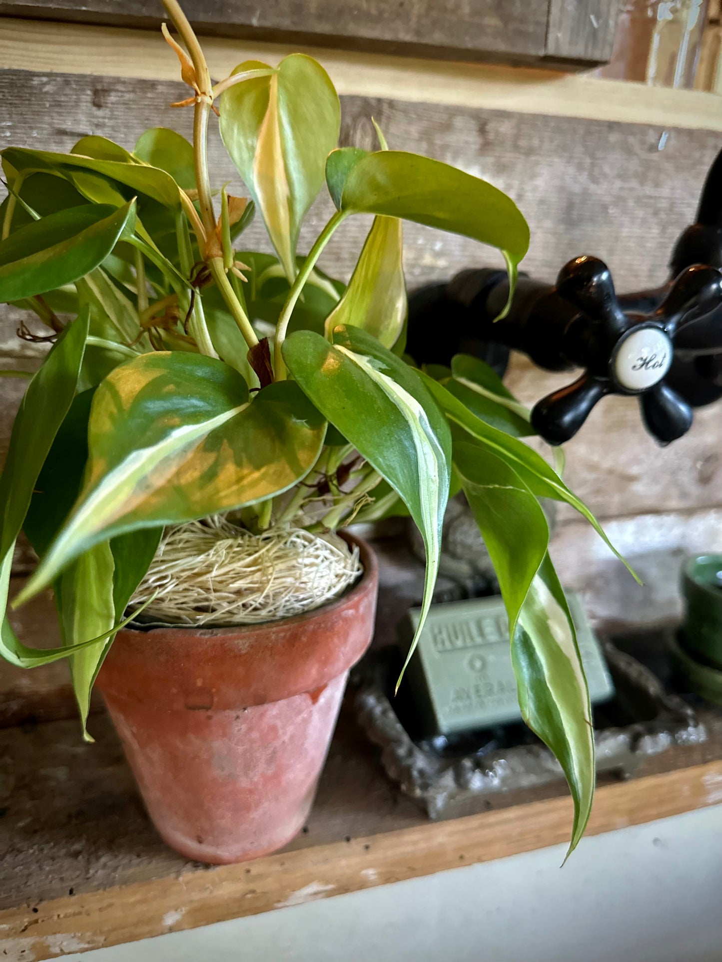 LIVE PLANT| Philodendron 'silver Stripe'- 4" Pot